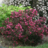 Wine & Roses® Weigela Shrub