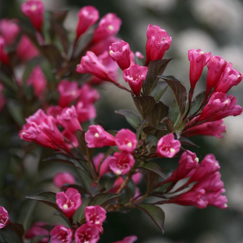 #3 - Wine & Roses® Weigela Shrub