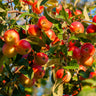 Winesap Apple Tree