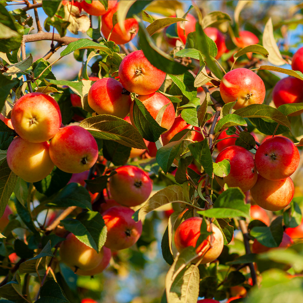 Winesap Apple Tree
