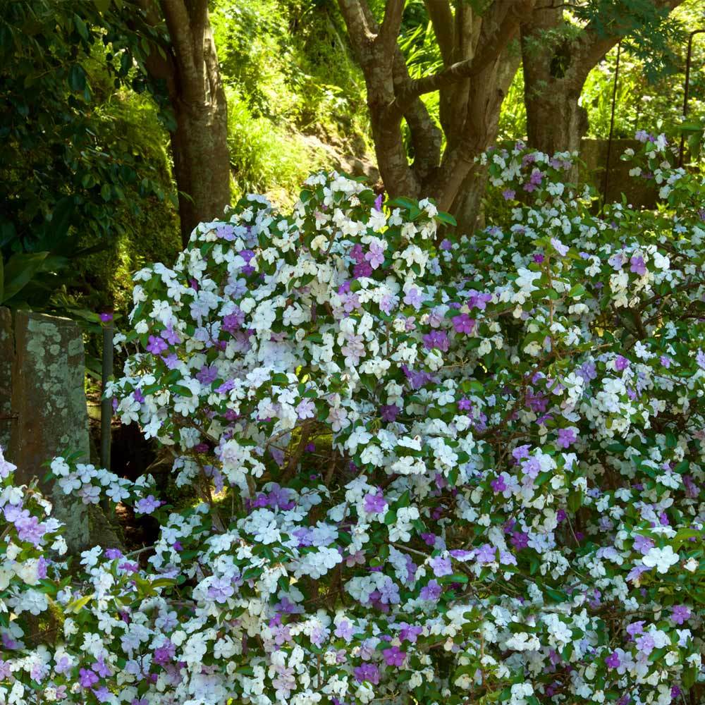 #1 - Yesterday, Today and Tomorrow Plant