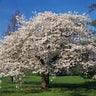 Yoshino Cherry Tree