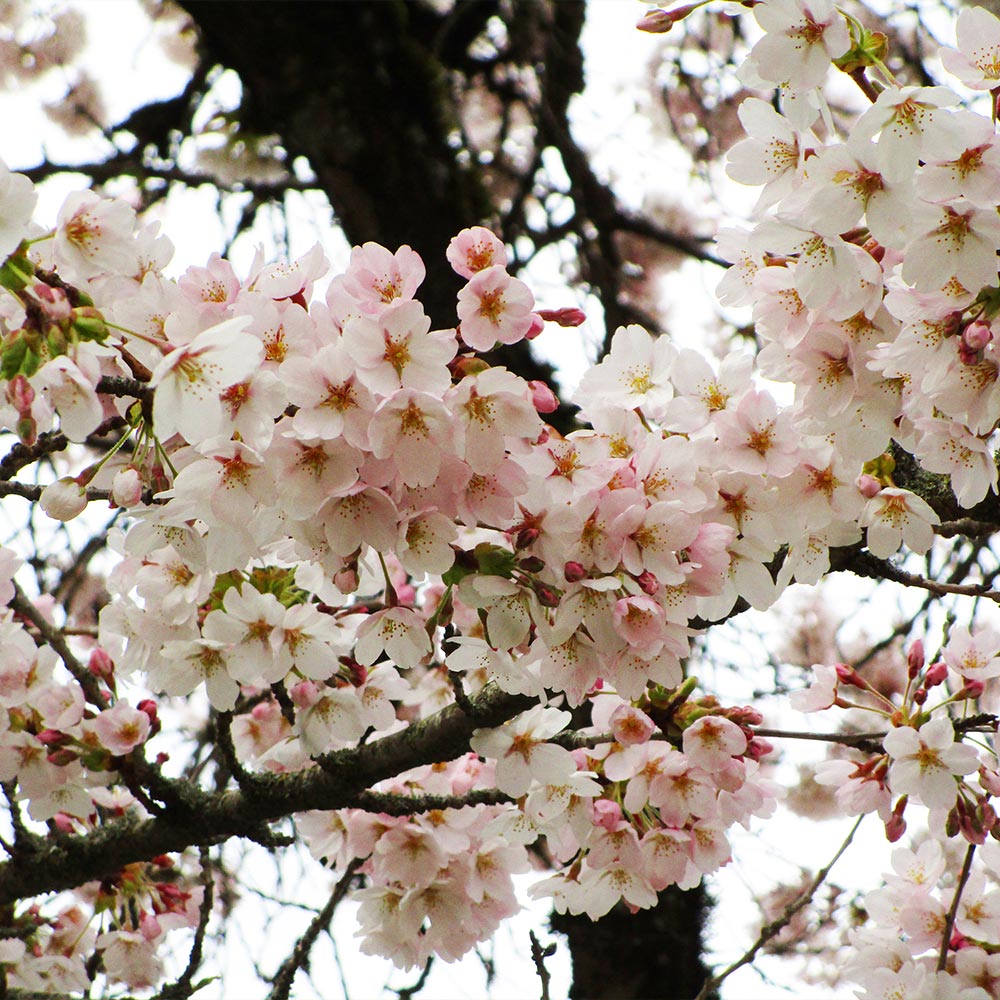 #2 - Yoshino Cherry Tree