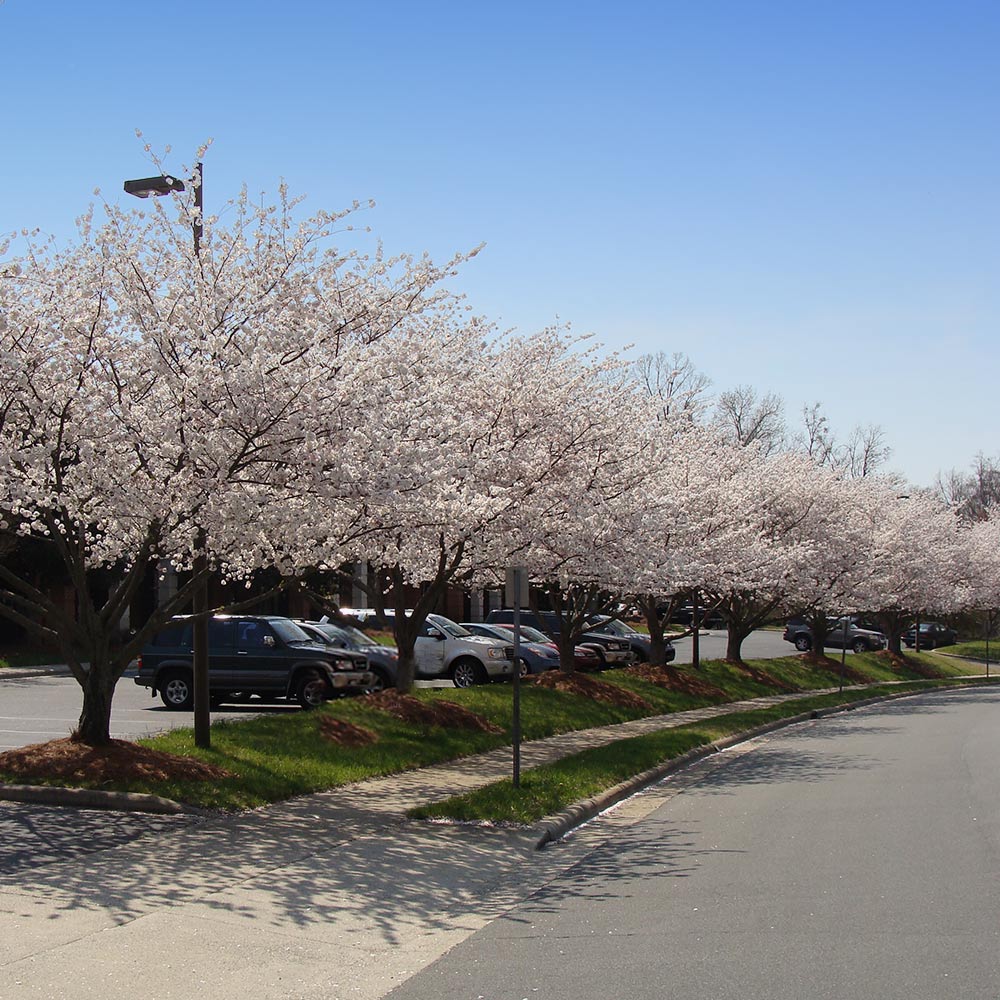 #3 - Yoshino Cherry Tree