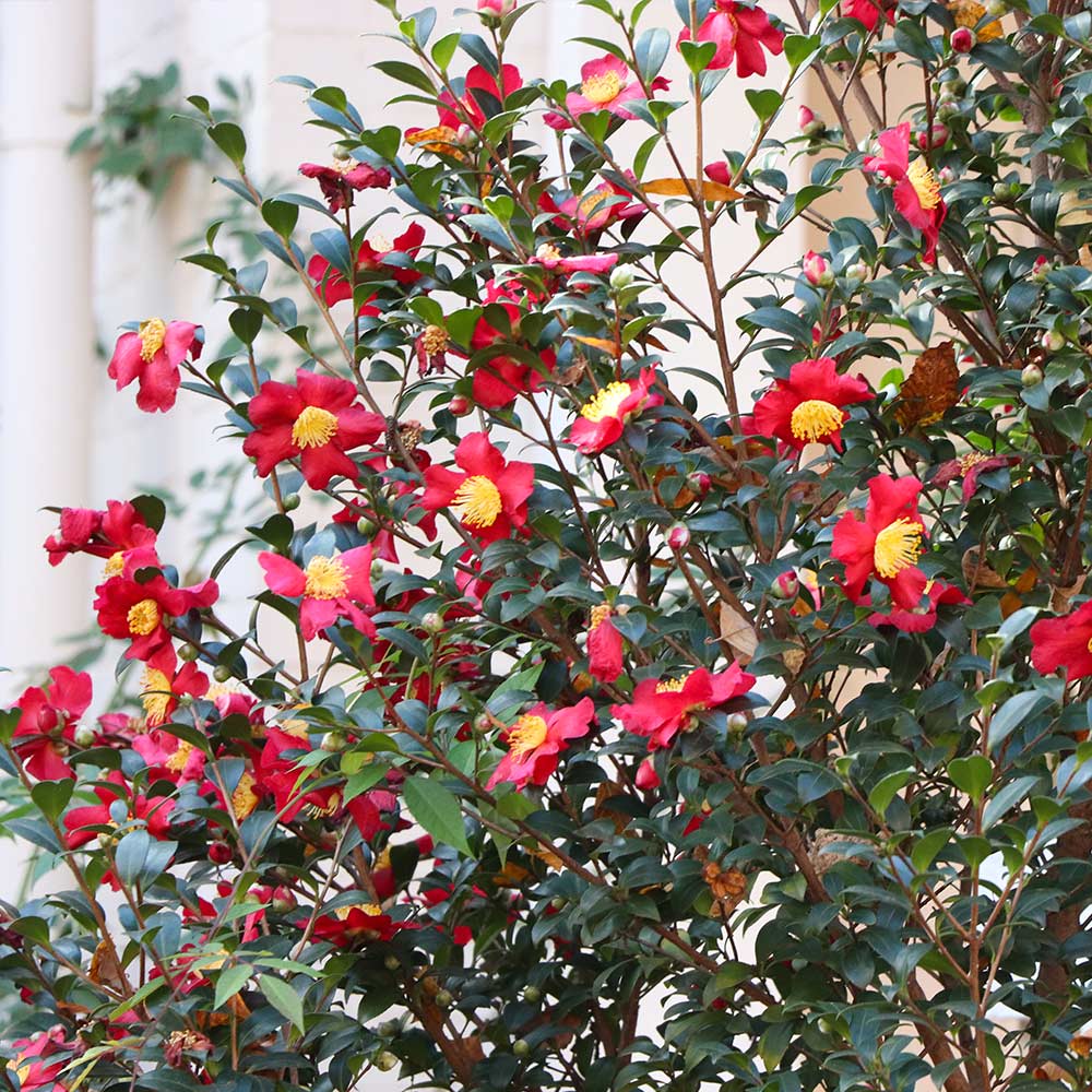 A photo of the Yuletide Camellia Shrub