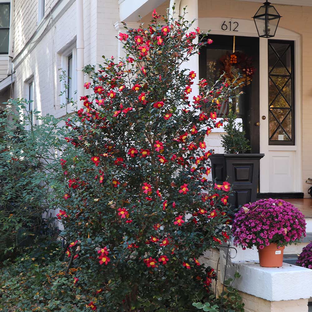 #2 - Yuletide Camellia Shrub