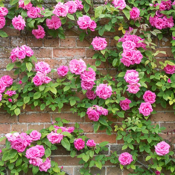A photo of the Zephirine Drouhin Climbing Rose