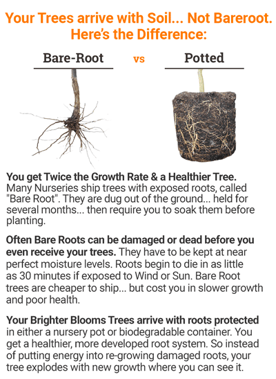 #6 - Okame Cherry Tree