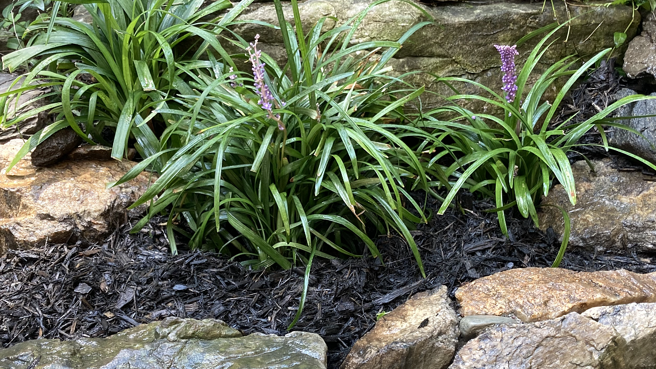 They arrived healthy and flowered