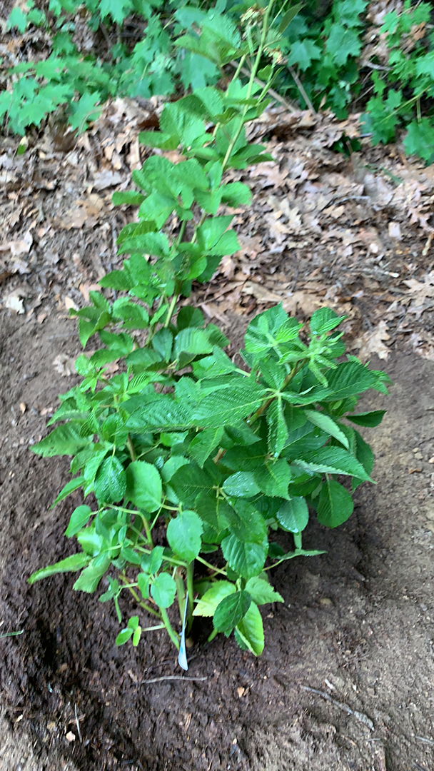 Our blackberry bush arrived nice
