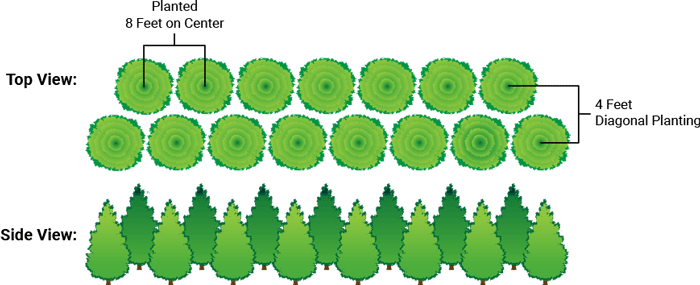 Thuja Green Giant Privacy Evergreen Staggered Row